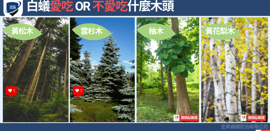 白蟻愛吃或不吃的樹木